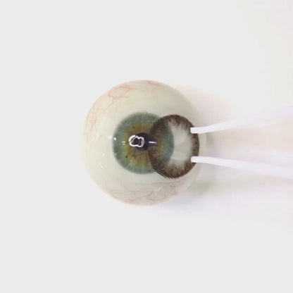 乱視用 カカオムース・ Cacao Mousse       ｜M1345