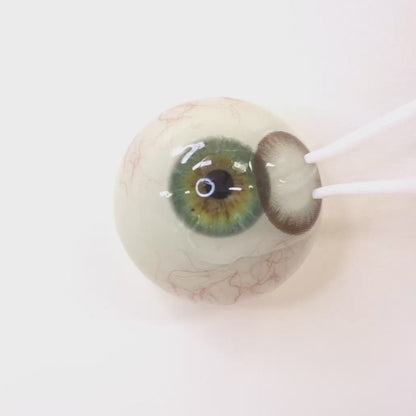 遠視用ウォームモカ ・Warm Mocha｜F536