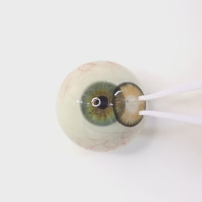 遠視用 キャラメルシフォン・ Caramel Chiffon ｜ F1626