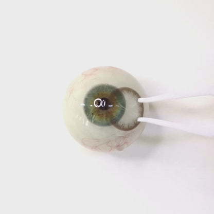 遠視用  オートラテ・Oat Latte   ｜F1275