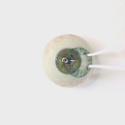 乱視用 マーメイドティア ・Mermaid Tear       ｜M1291