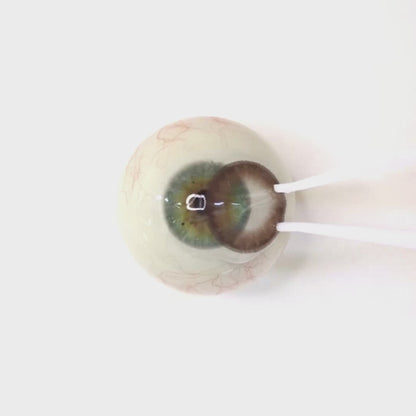 乱視用 サニーマロン・ Sunny Marron    ｜M1639