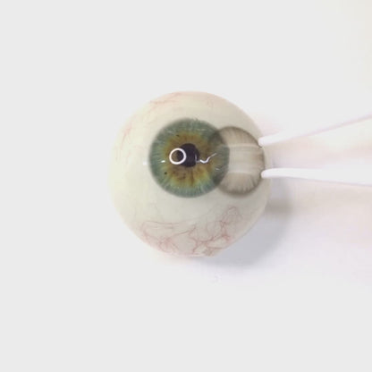 乱視用 ベリースパークル  ・Berry Sparkle     ｜ M1898