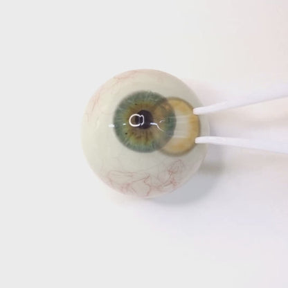 乱視用 ハニーヘーゼル ・ Honey Hazel    ｜ M1882