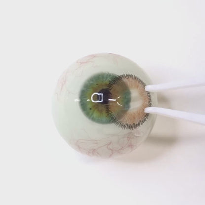 遠視用 スパイシーアンバー ・Spicy Amber ｜  F1553