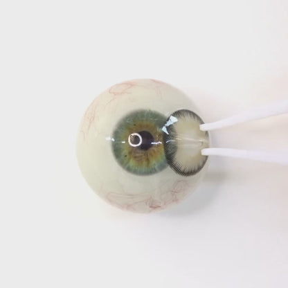 遠視用 シャンパンヘイズ・ Champagne Haze ｜ F1627