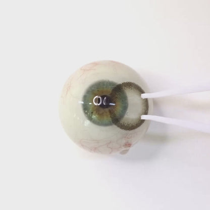 遠視用アッシュブルーム・Ashy Bloom｜F928