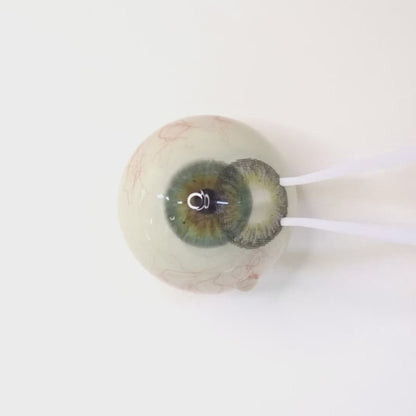 乱視用 アールグレイタルトト・Earl Grey Tart         ｜M1427