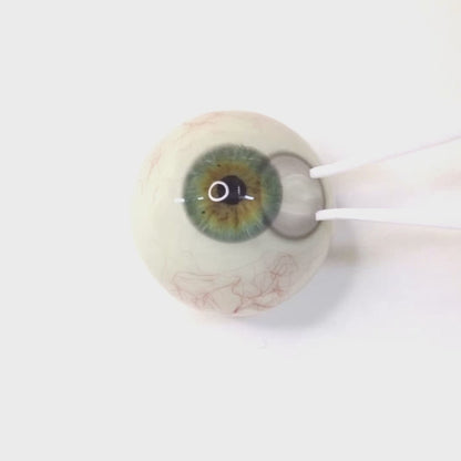 乱視用 サイレントグレー ・Silent Gray     ｜ M1894