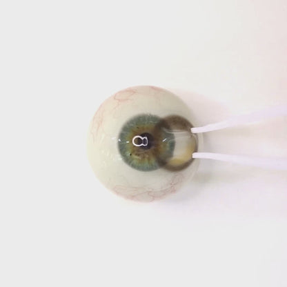 乱視用 ラテグレージュ  ・Latte Greige      ｜ M1726