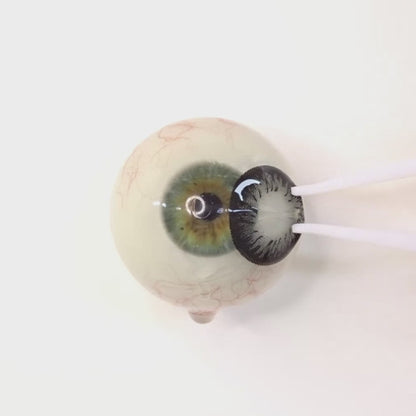 遠視用 チャコールドール・ Charcoal Doll｜ F1624