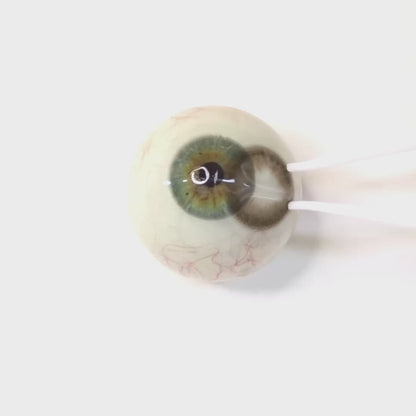 乱視用 アールグレイラテ ・Earl Grey Latte   ｜ M1799