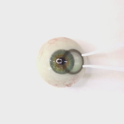 乱視用 オリーブアッシュ  ・Olive Ash     ｜ M1725