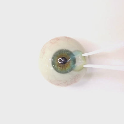 乱視用 マーメイドラグーン ・ Mermaid Lagoon   ｜ M1696