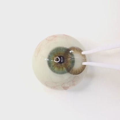 遠視用 シフォンチョコ・Chiffon Choco   ｜F1436