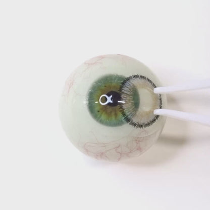 遠視用 スケッチグレージュ ・Sketch Greige｜  F1552