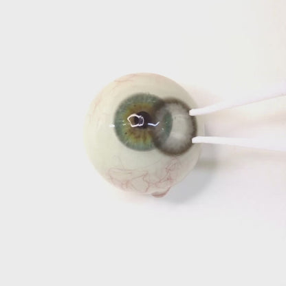 乱視用 ミスティアッシュ ・Misty Ash  ｜ M1798