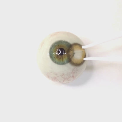 乱視用 ハニーサン ・Honey Sun ｜ M1797