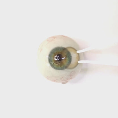 乱視用 サニータルト  ・Sunny Tart  ｜ M1727