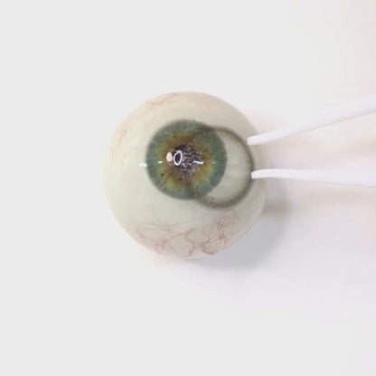 乱視用 ミッドナイトパール  ・Midnight Pearl       ｜ M1906