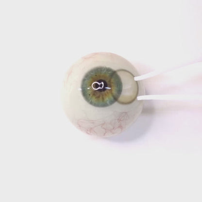 乱視用 グレージュムース ・Greige Mousse  ｜ M1794