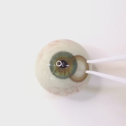 乱視用 ヒューブラウン ・Hue Brown｜ M292