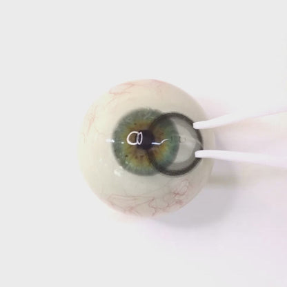 遠視用シャガール・ノワール ・Chagall Noir｜ F537