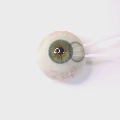 乱視用 シアーグレー ・Sheer Gray   ｜ M1796