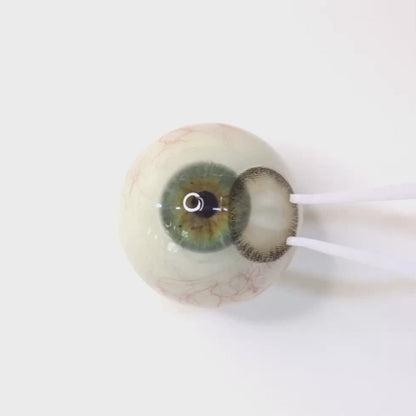 遠視用クリームモカ・Cream Mocha｜F1042