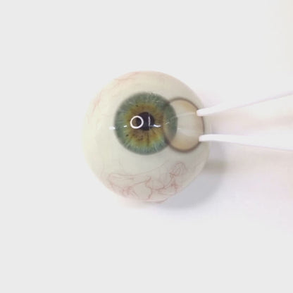 乱視用 サクラムース・Sakura Mousse    ｜ M1892